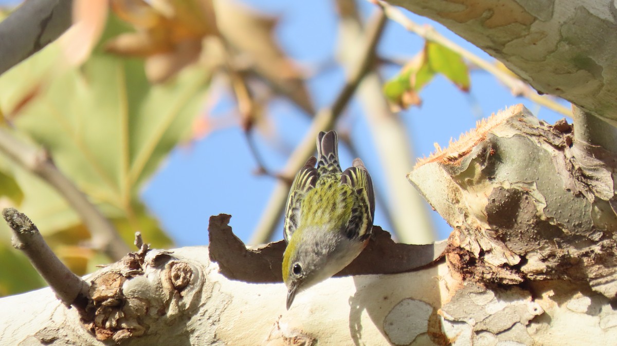 Chestnut-sided Warbler - ML647137458