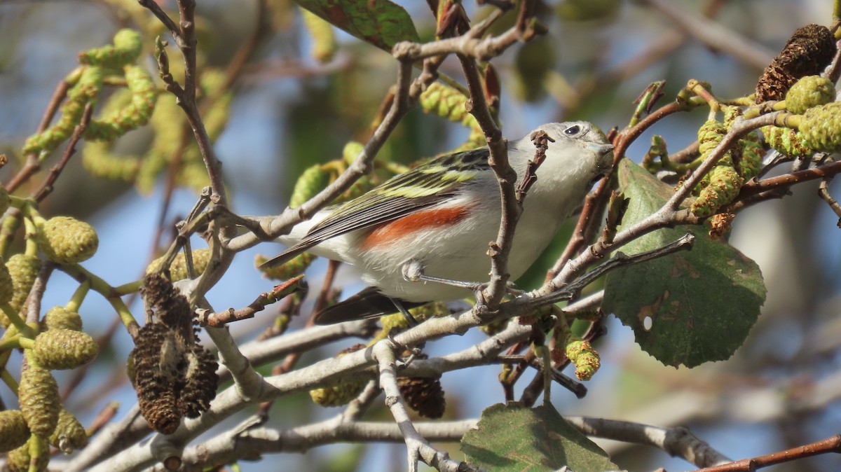 Chestnut-sided Warbler - ML647137462