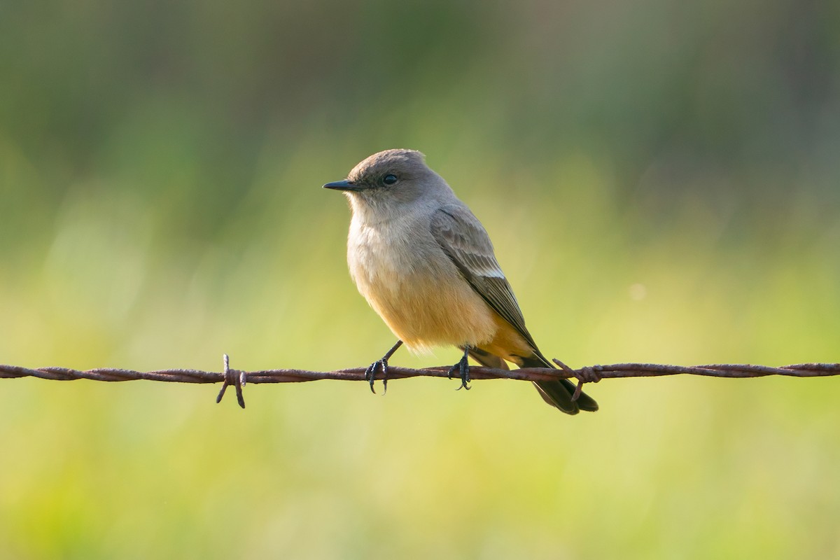 Say's Phoebe - ML647137468