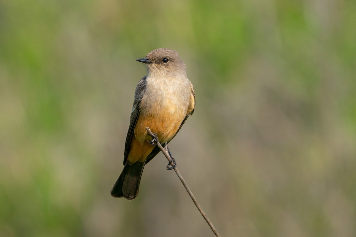 Say's Phoebe - ML647137469