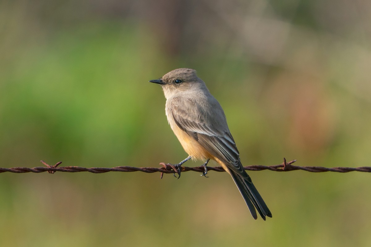 Say's Phoebe - ML647137470