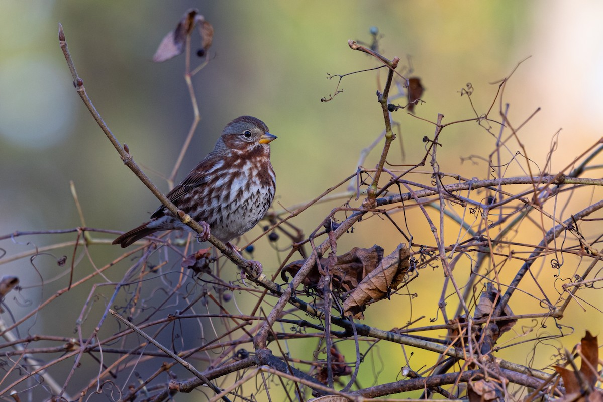 strnadec kaštanový (ssp. iliaca/zaboria) - ML647137473