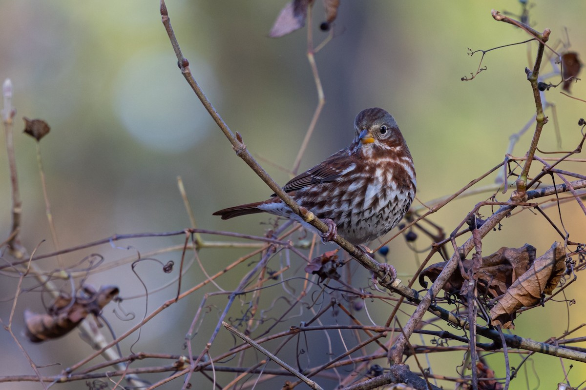 strnadec kaštanový (ssp. iliaca/zaboria) - ML647137474
