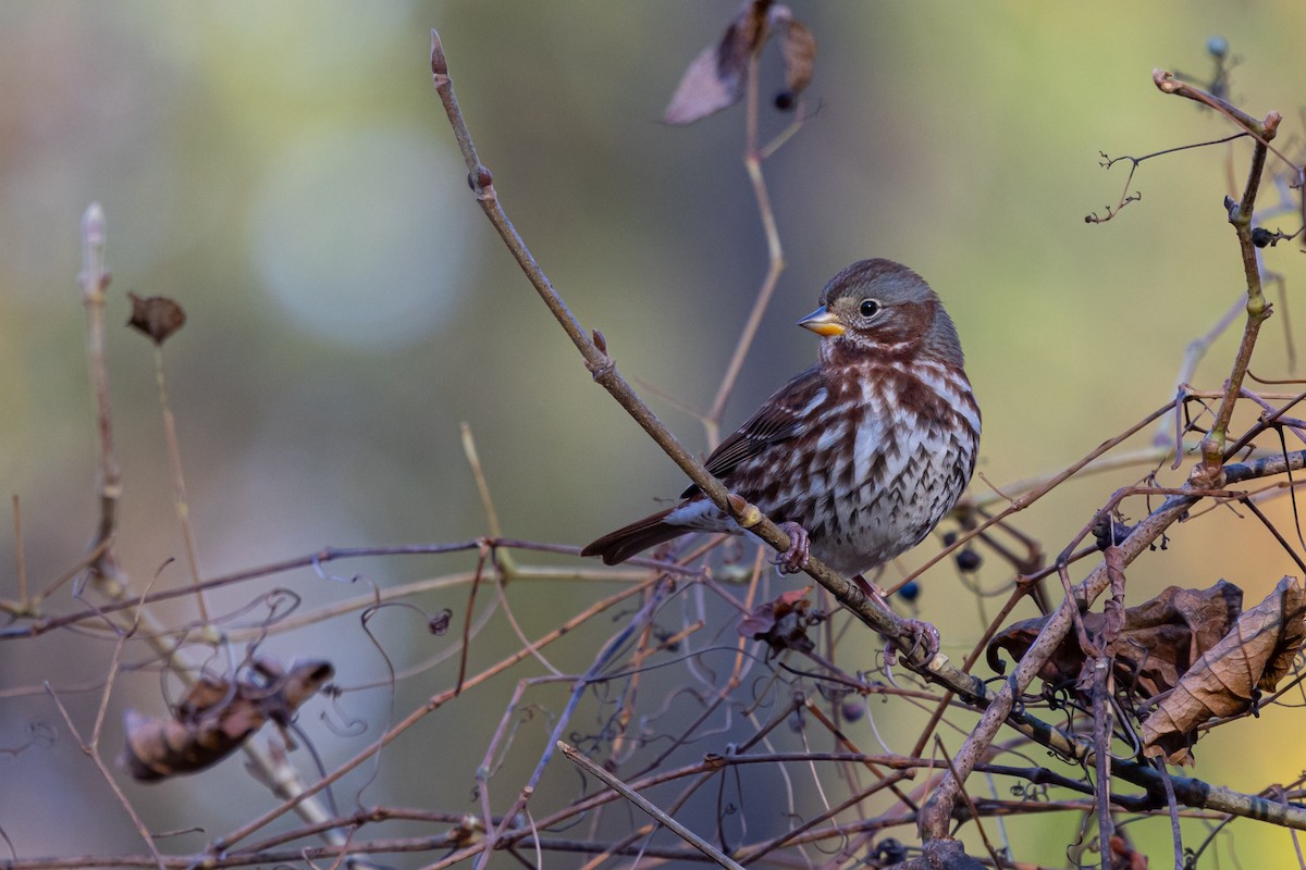 strnadec kaštanový (ssp. iliaca/zaboria) - ML647137475