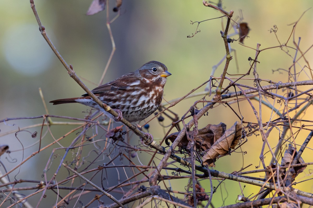 strnadec kaštanový (ssp. iliaca/zaboria) - ML647137476