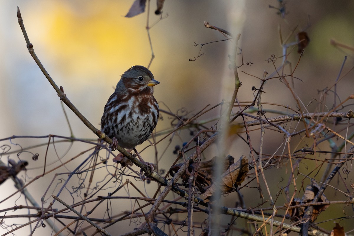 strnadec kaštanový (ssp. iliaca/zaboria) - ML647137477