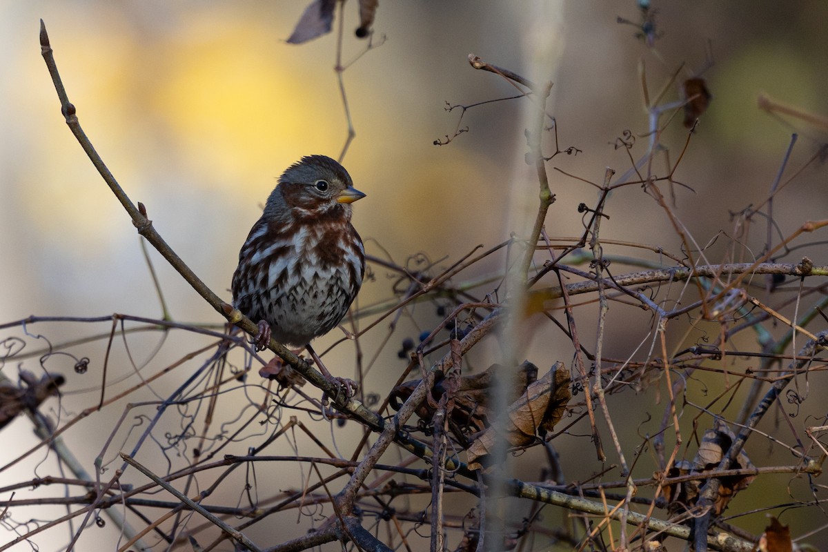 strnadec kaštanový (ssp. iliaca/zaboria) - ML647137479