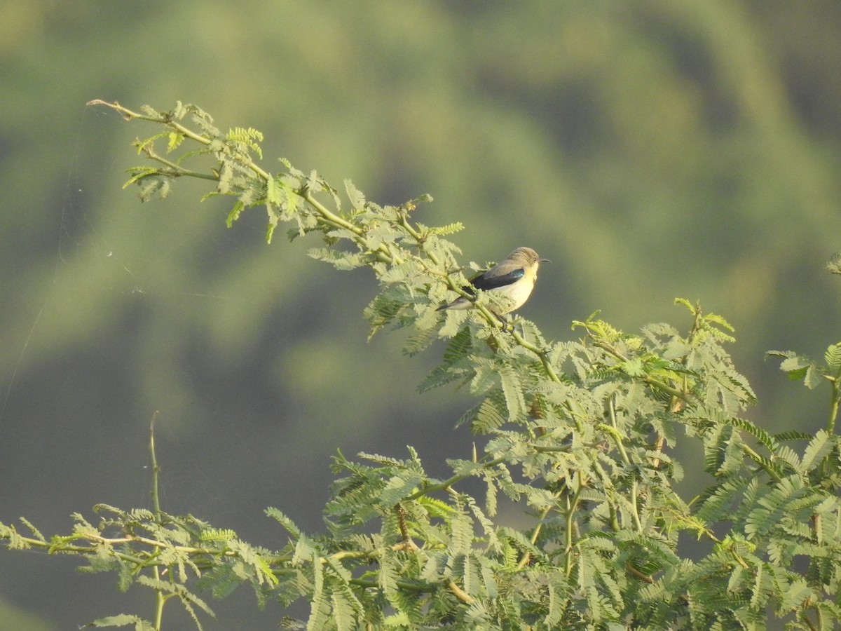 Purple Sunbird - ML647137491