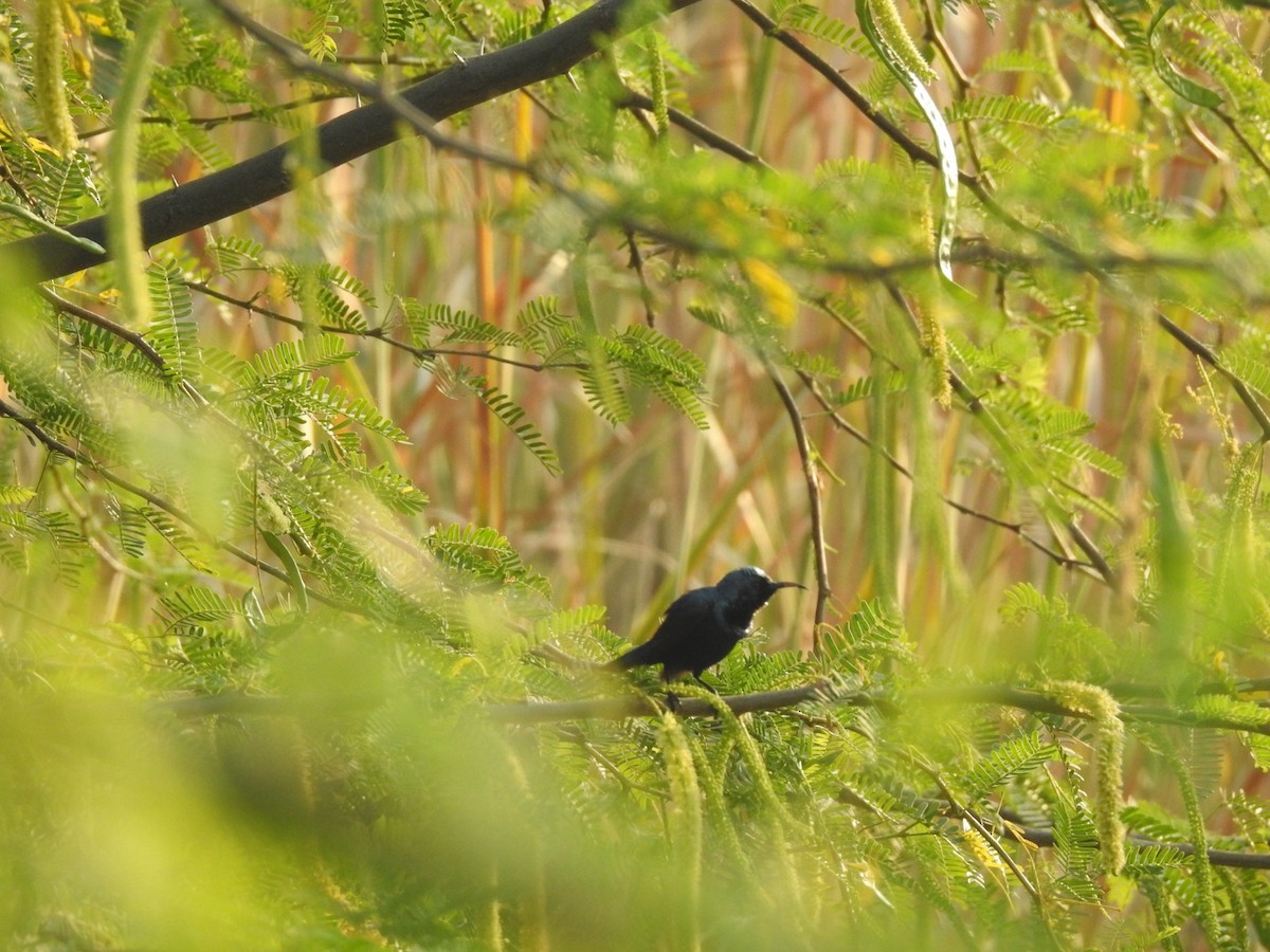 Purple Sunbird - ML647137492