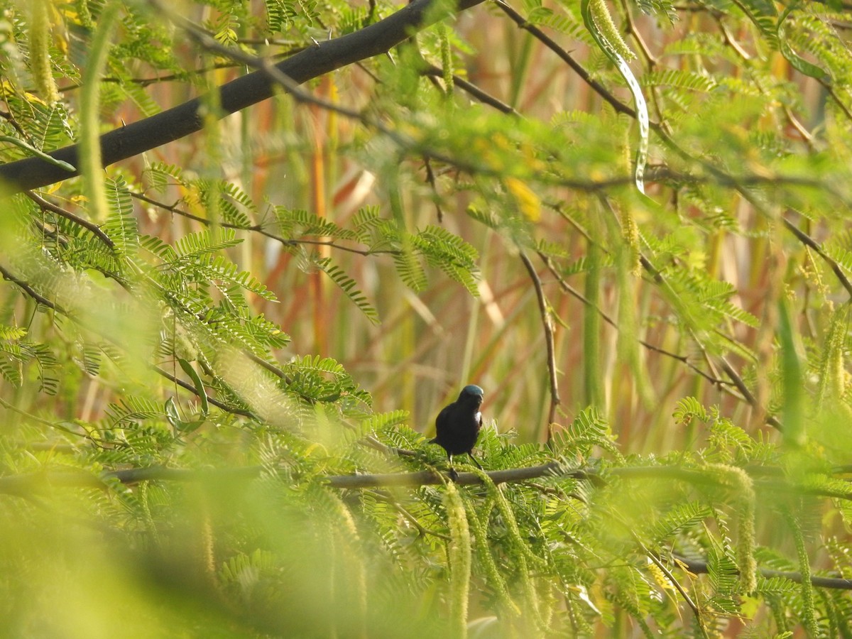 Purple Sunbird - ML647137493