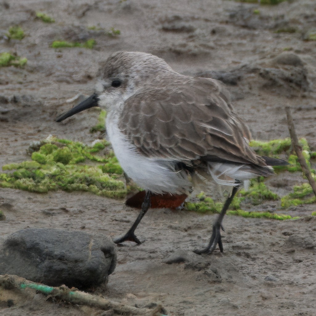 Gambecchio dell'Alaska - ML647137494