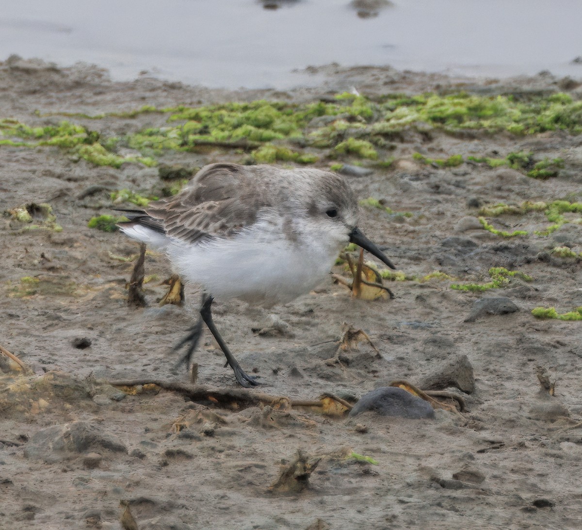 Gambecchio dell'Alaska - ML647137495