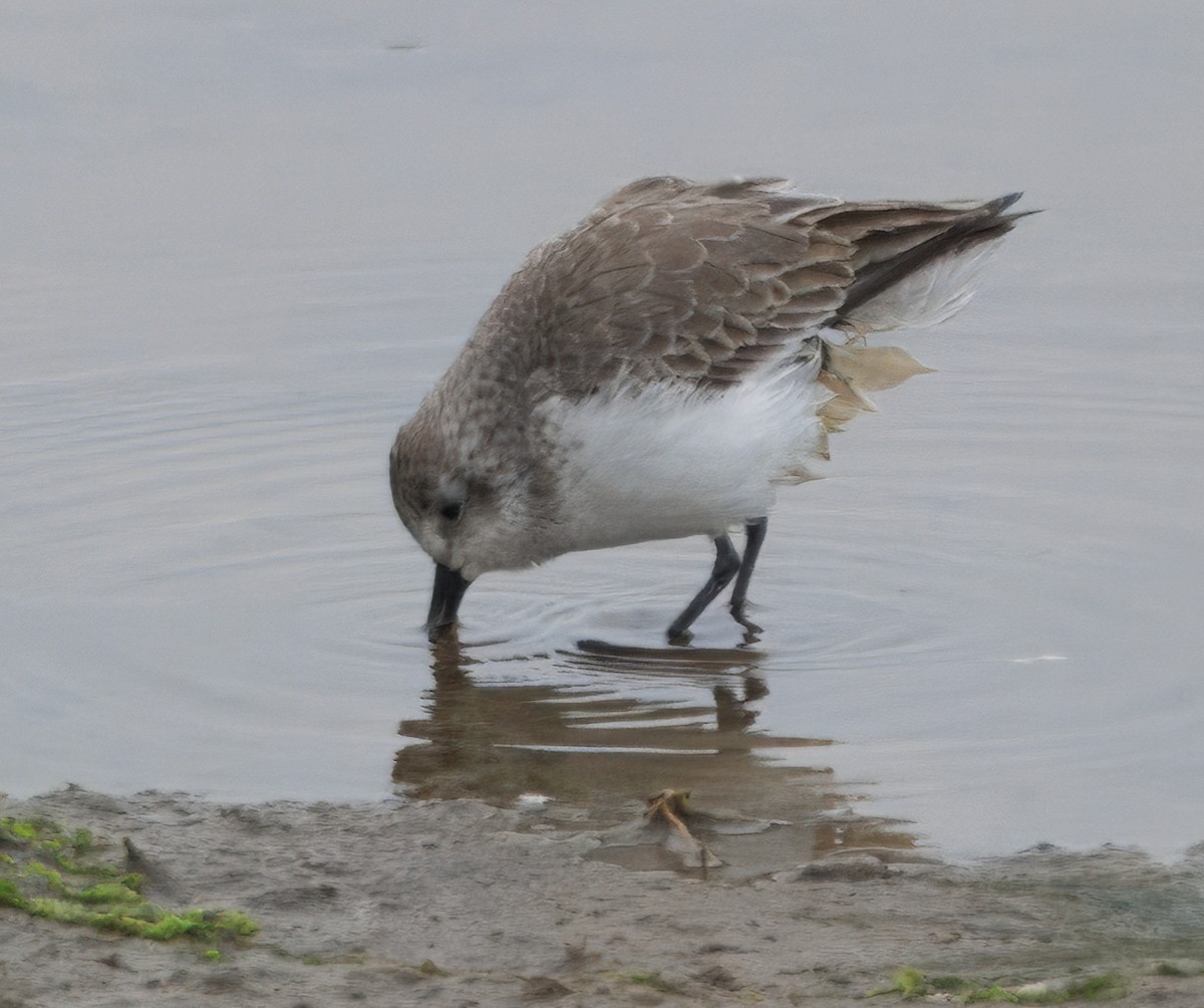 Gambecchio dell'Alaska - ML647137496