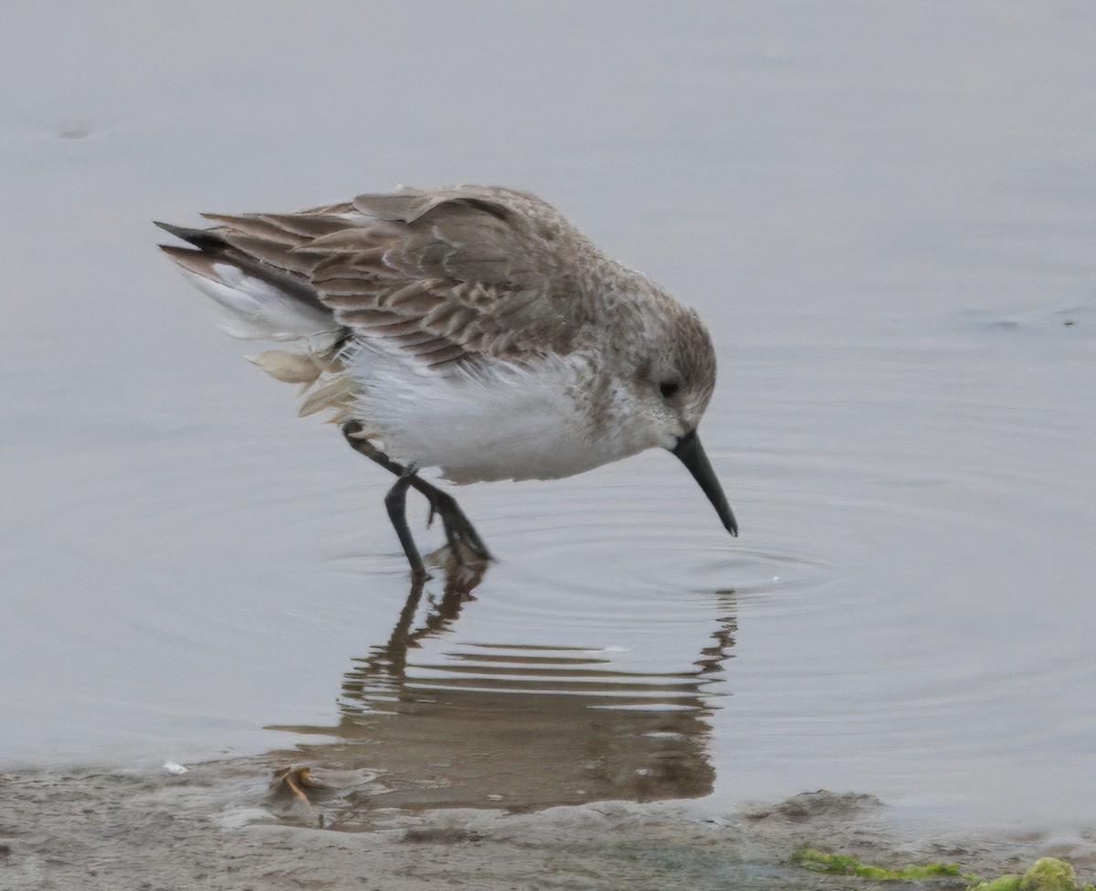 Gambecchio dell'Alaska - ML647137497