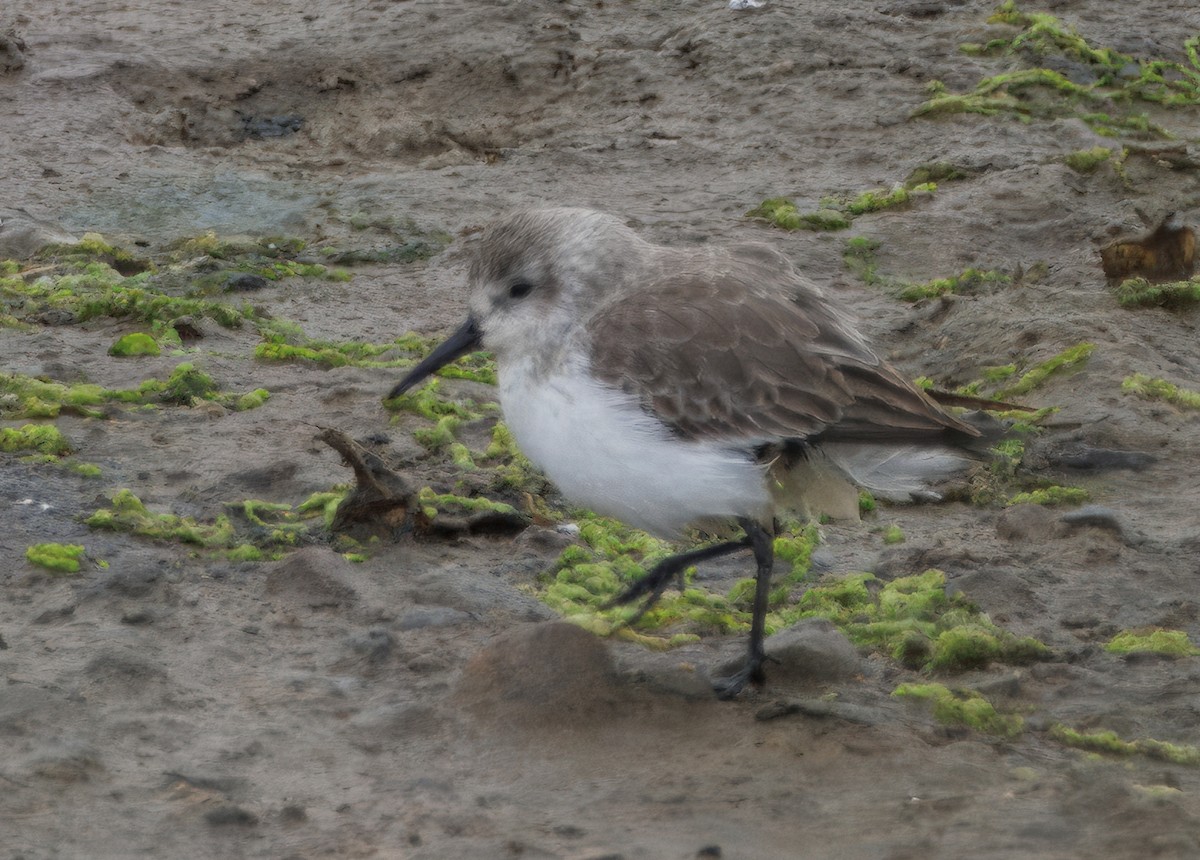 Gambecchio dell'Alaska - ML647137498