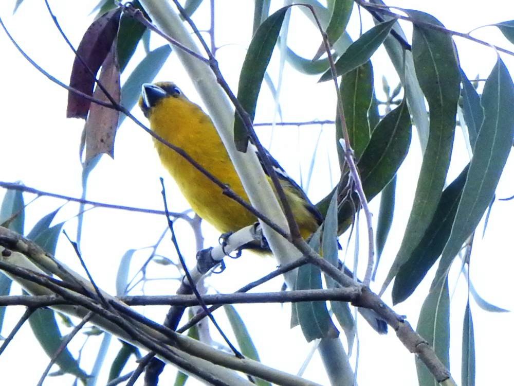 White-winged Tanager - ML647137499