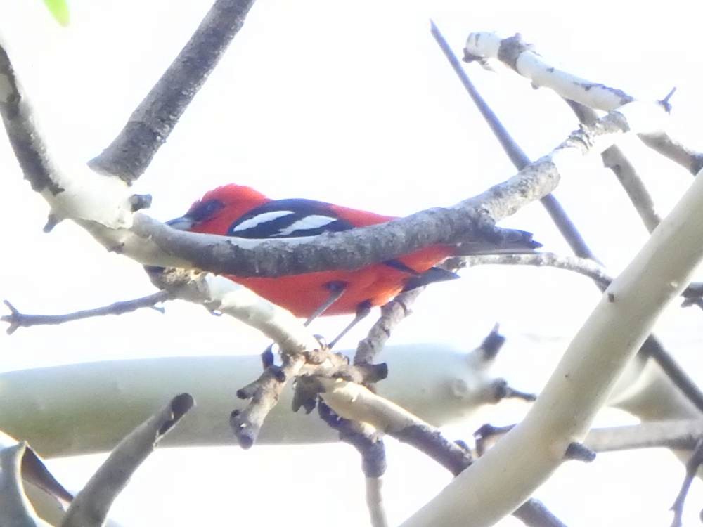 White-winged Tanager - ML647137500