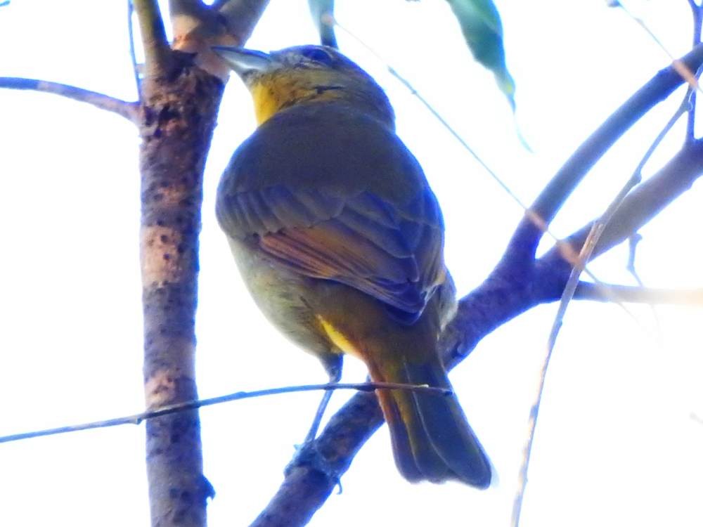 Zinnoberkardinal - ML647137508