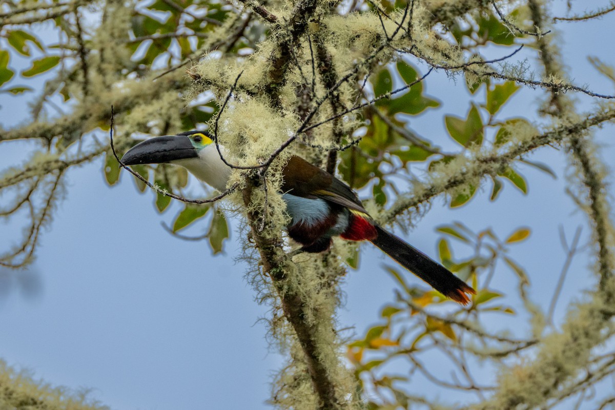 Black-billed Mountain-Toucan - ML647137540