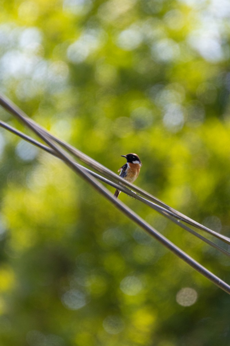 European Stonechat - ML647137541