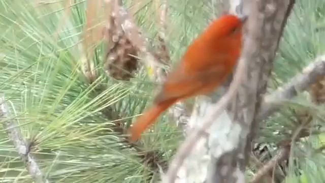 Hepatic Tanager (Highland) - ML647137547