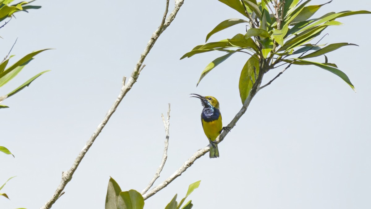 Sahul Sunbird - ML647137548