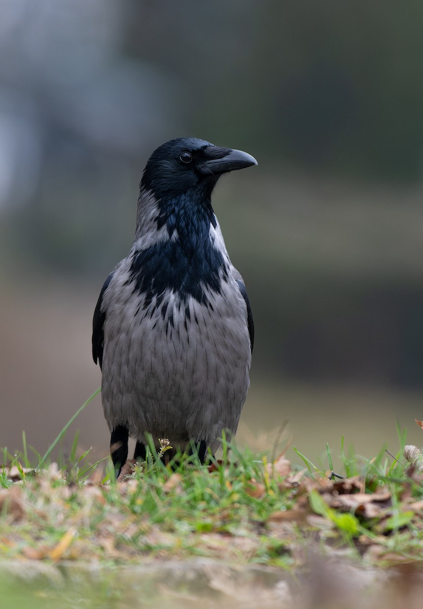 Hooded Crow - ML647137552