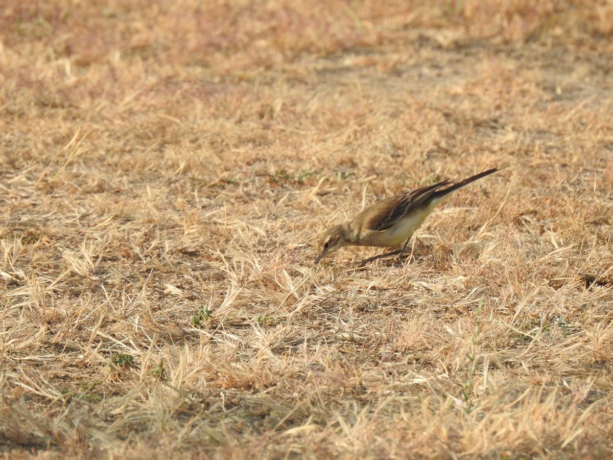 Gray Wagtail - ML647137556