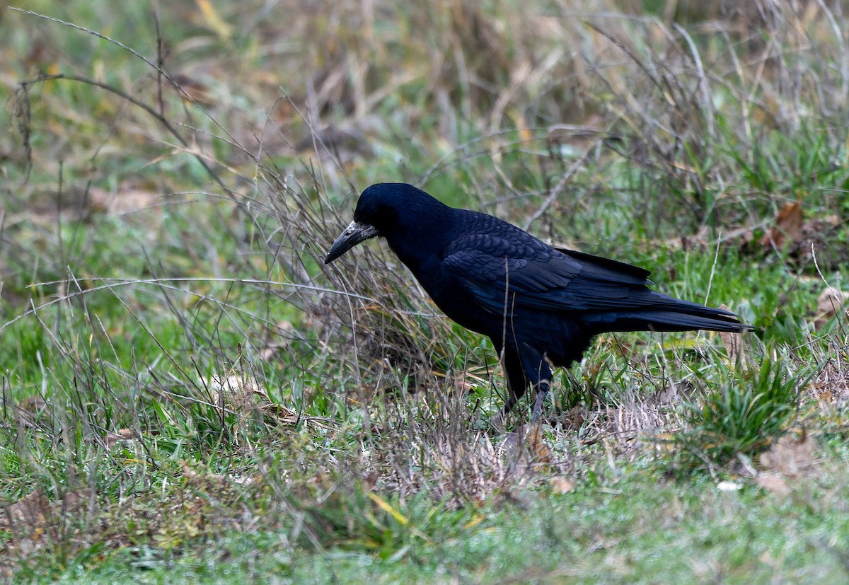 havran polní - ML647137560