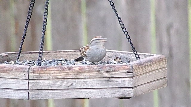 Chipping Sparrow - ML647137567