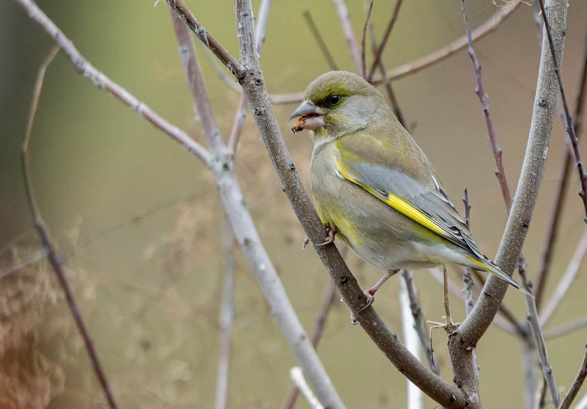 European Greenfinch - ML647137578