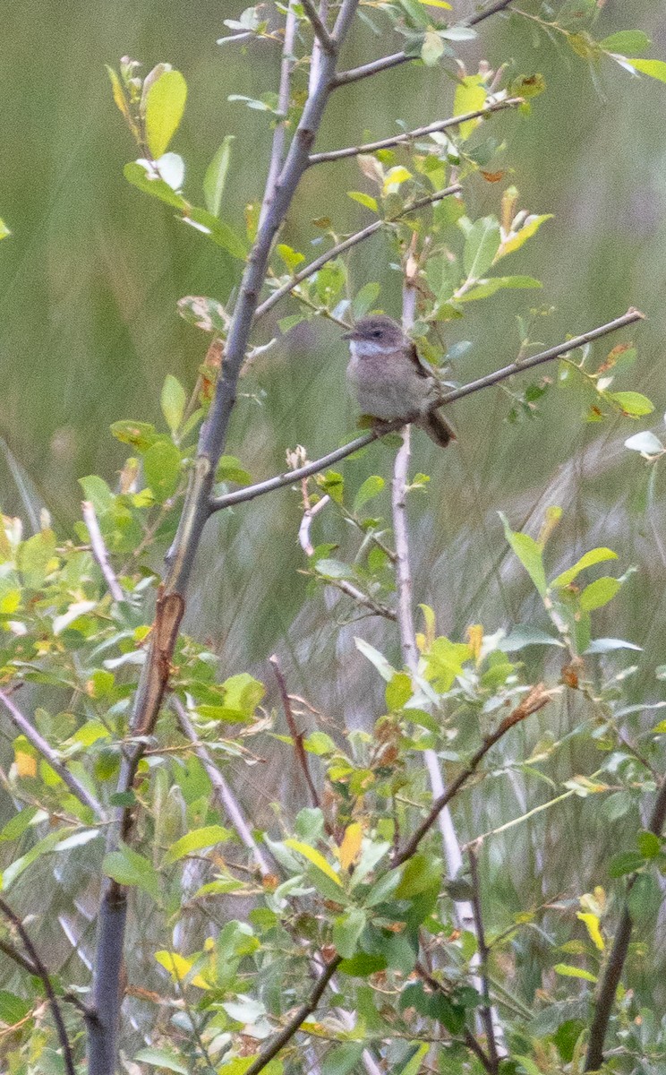 Greater Whitethroat - ML647137580