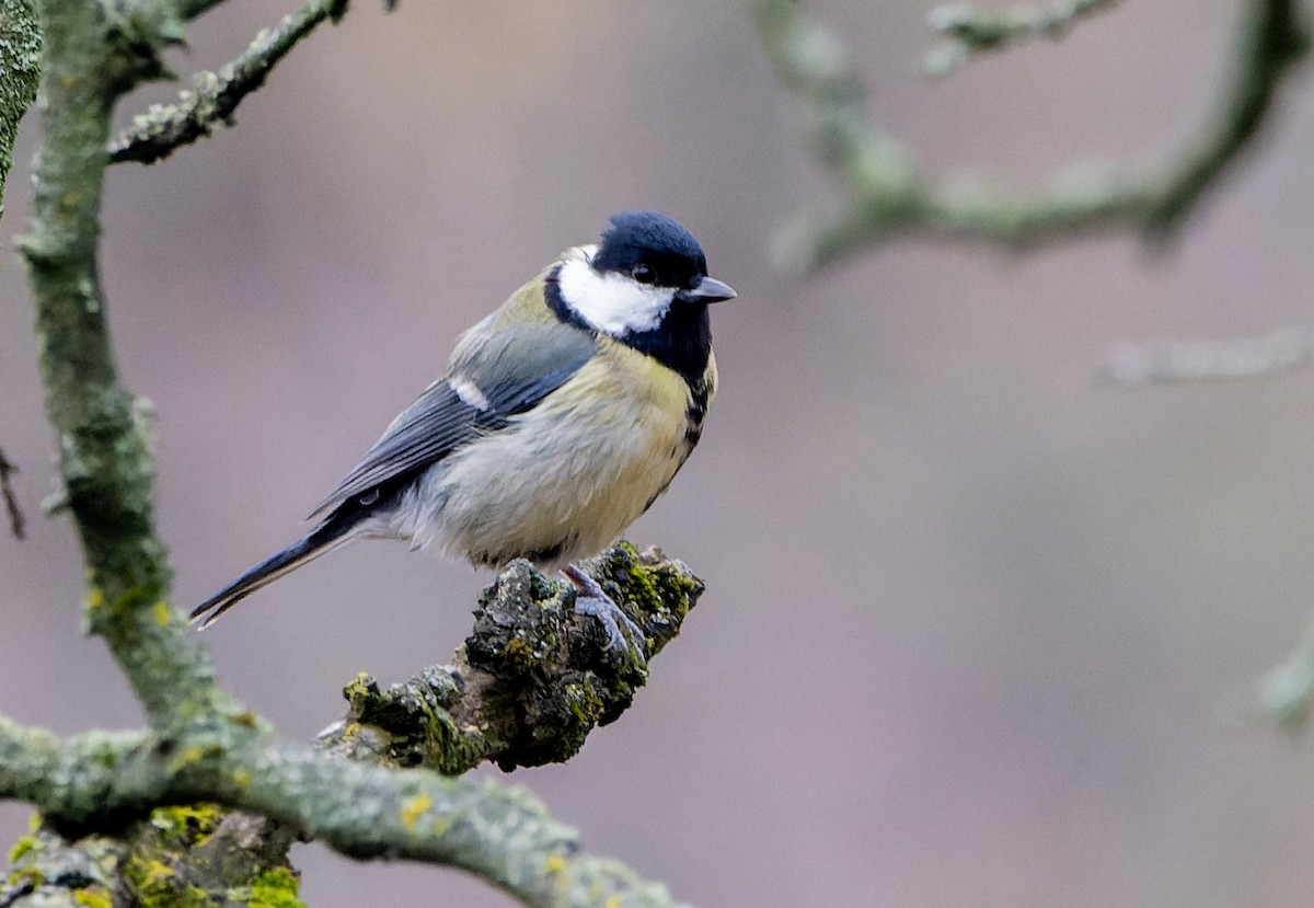 sýkora koňadra - ML647137593