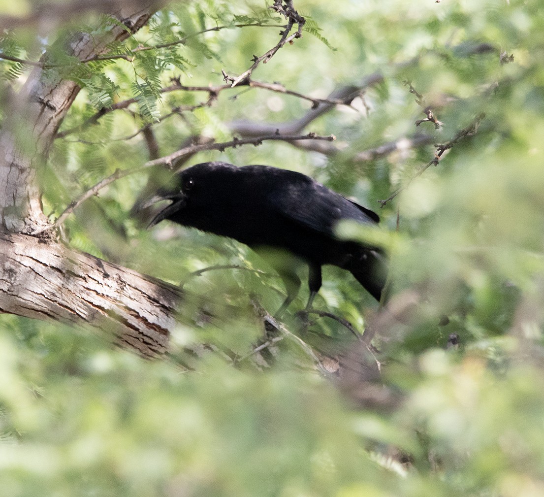 Hispaniolan Palm-Crow - ML647137594