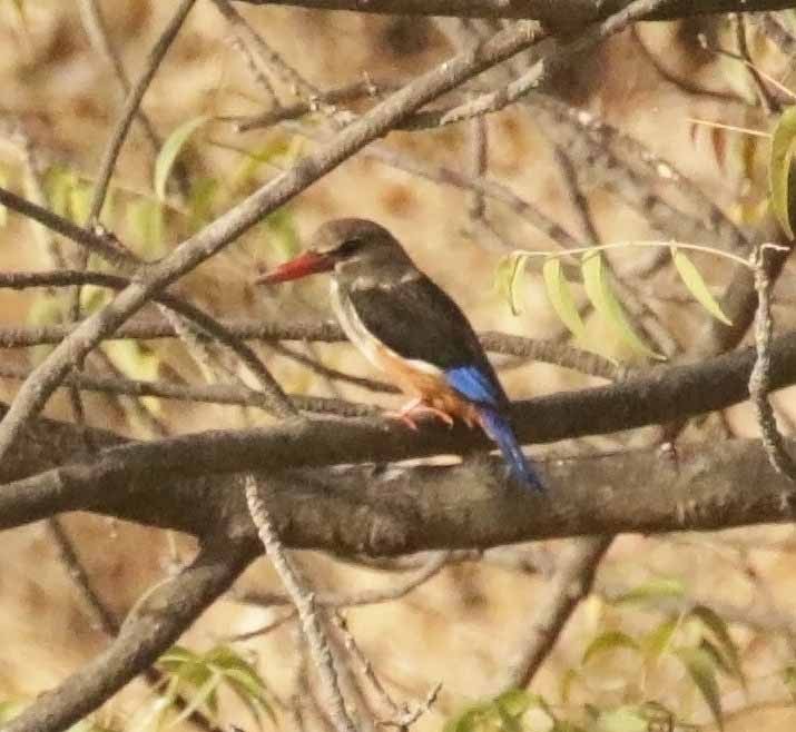 Martin-chasseur à tête grise - ML647137652