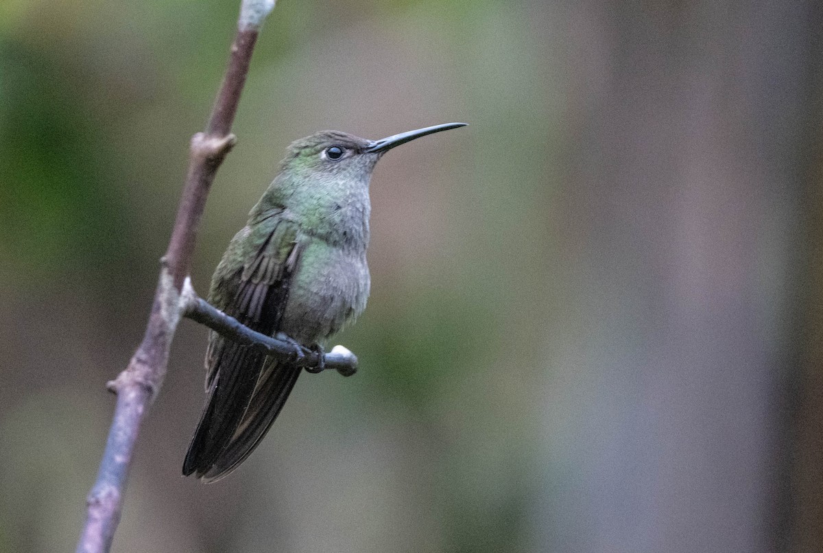 Sombre Hummingbird - ML647137658