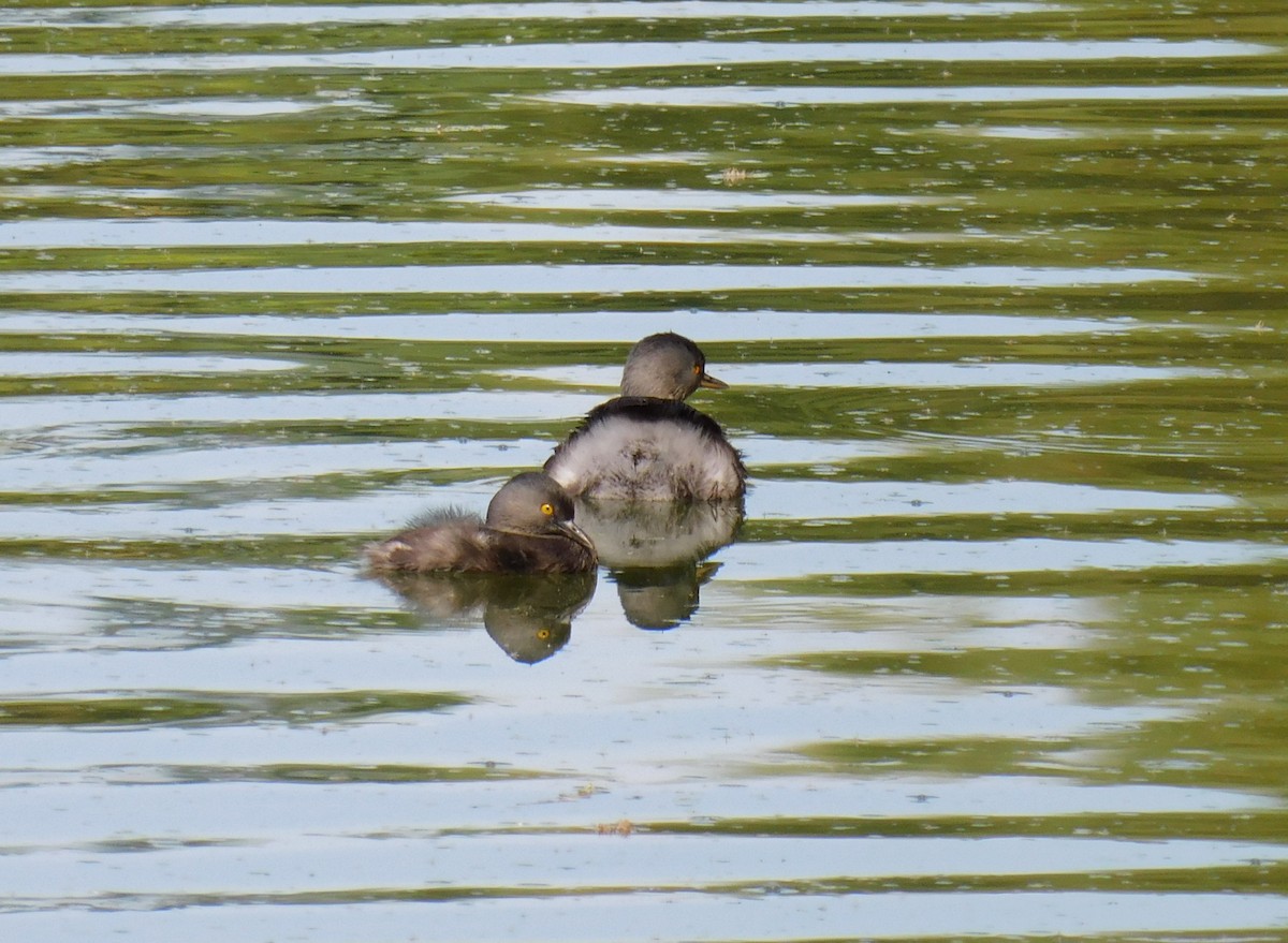 Least Grebe - ML647137663