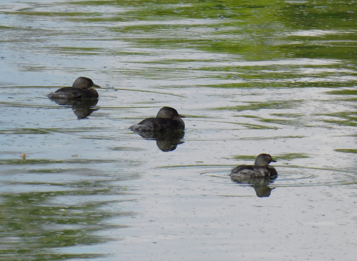 Least Grebe - ML647137664