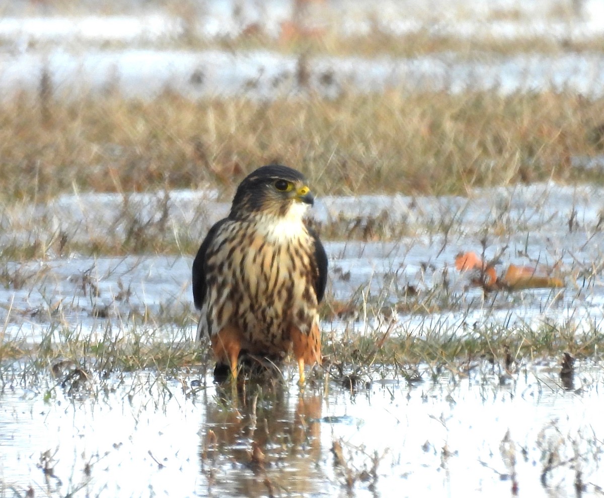 Merlin - ML647137668