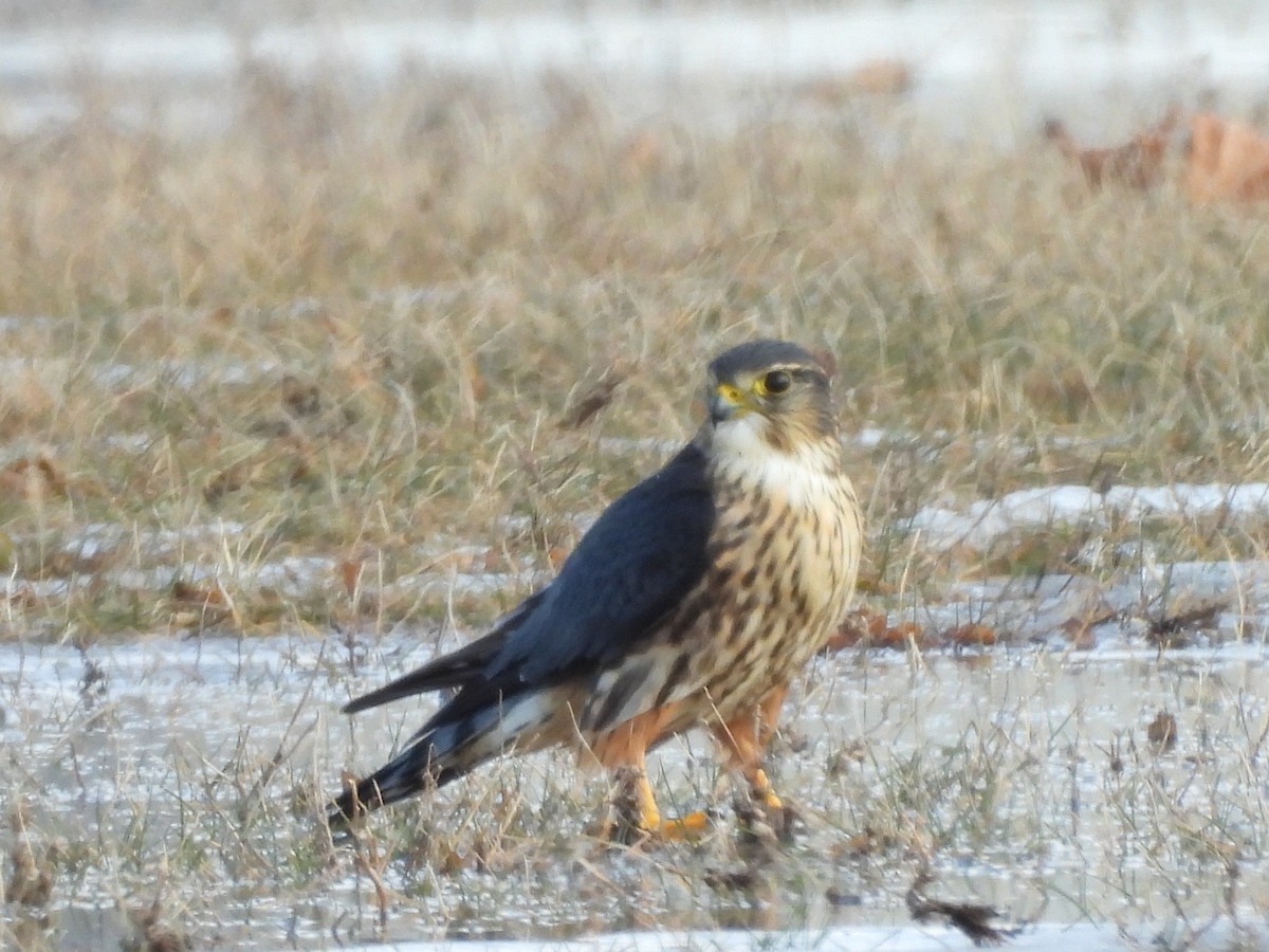 Merlin - ML647137670