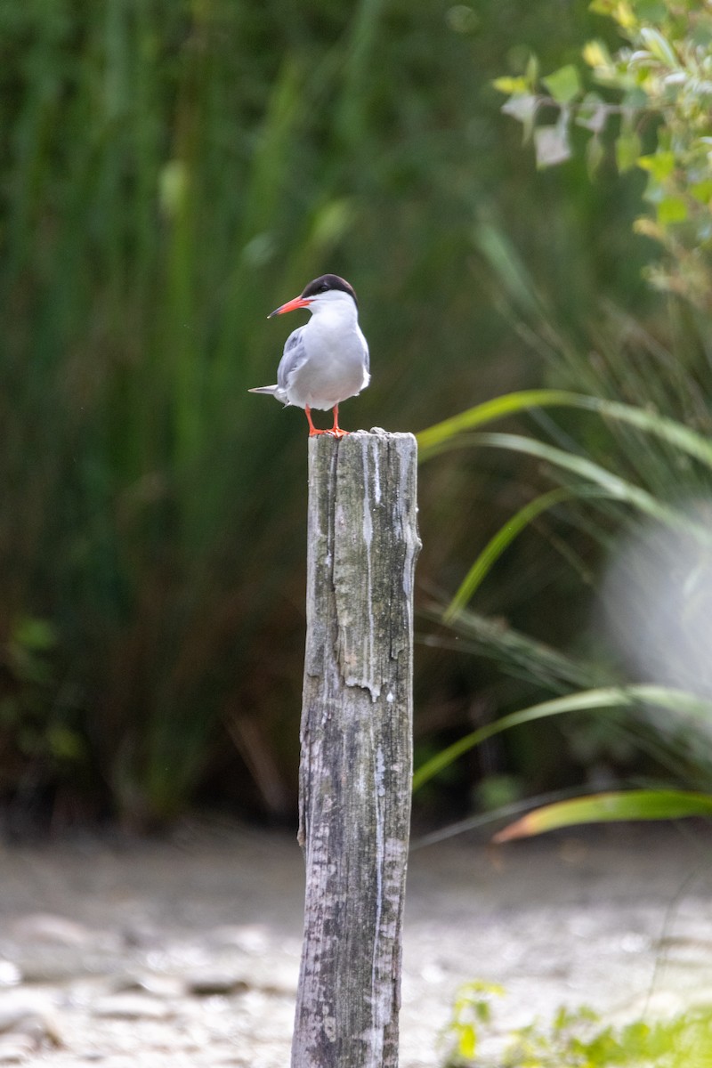 Эгэл хараалай - ML647137673