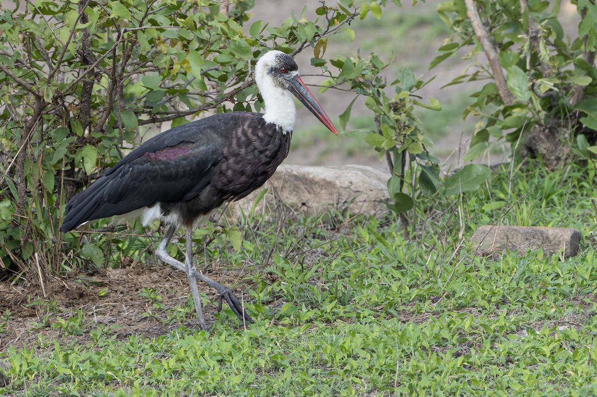 African Woolly-necked Stork - ML647137680