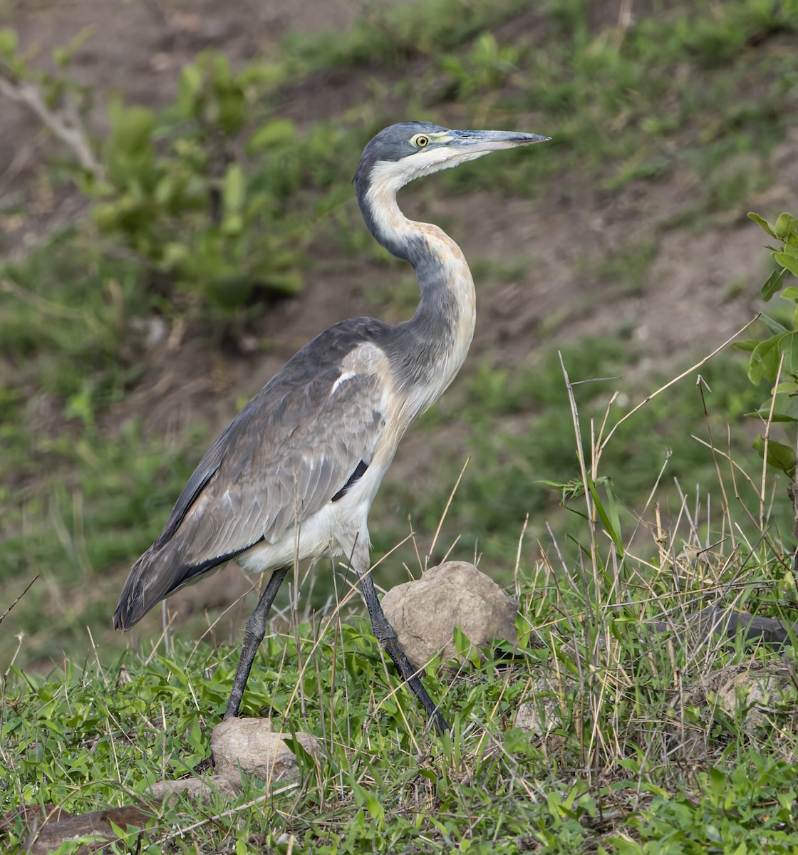Black-headed Heron - ML647137688