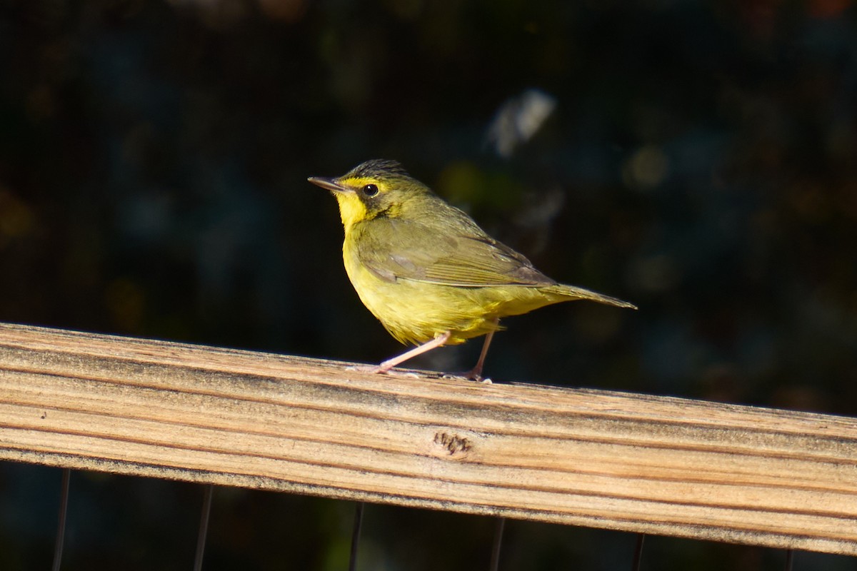 Kentucky Warbler - ML647137698