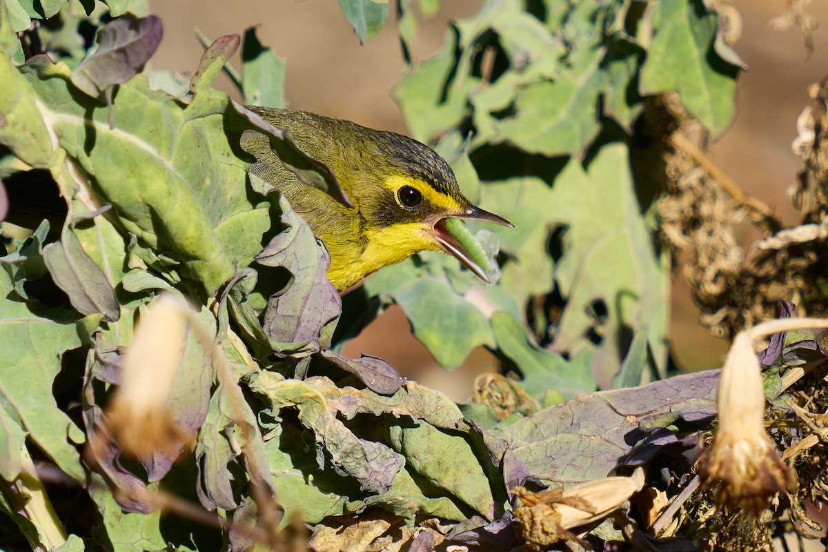 Kentucky Warbler - ML647137699