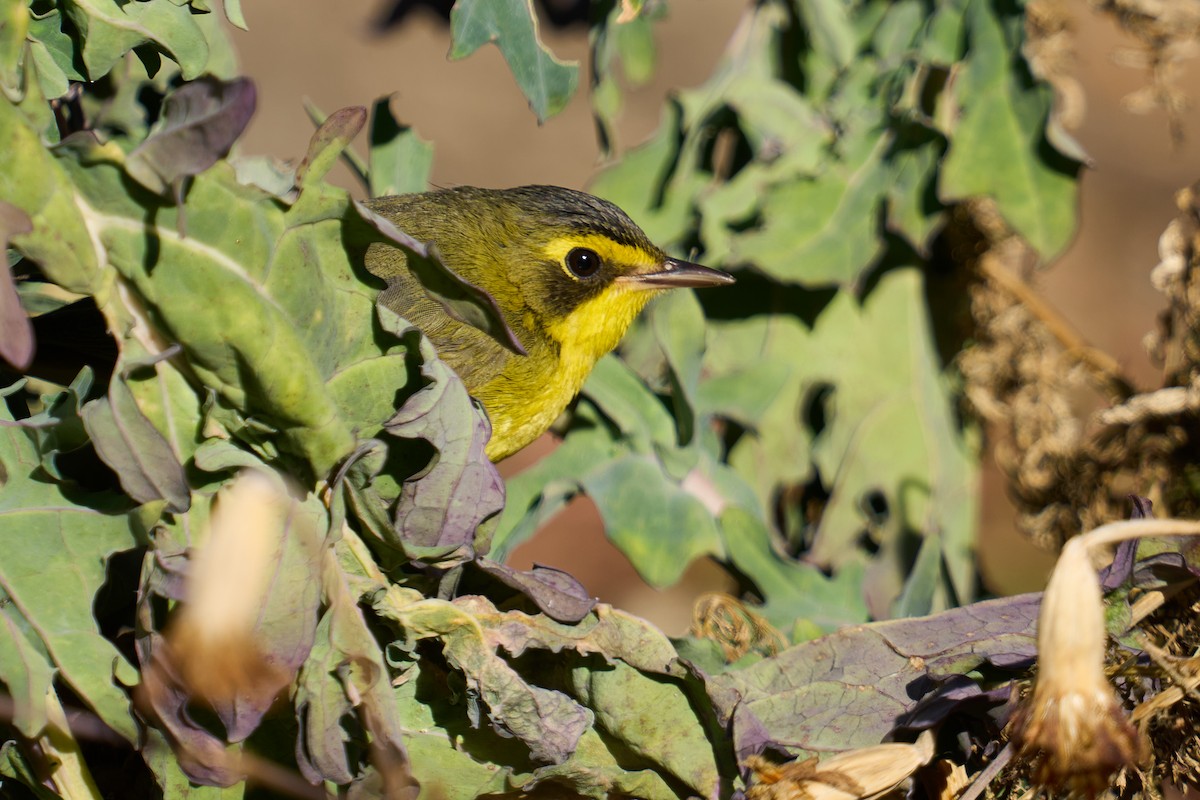 Kentucky Warbler - ML647137700