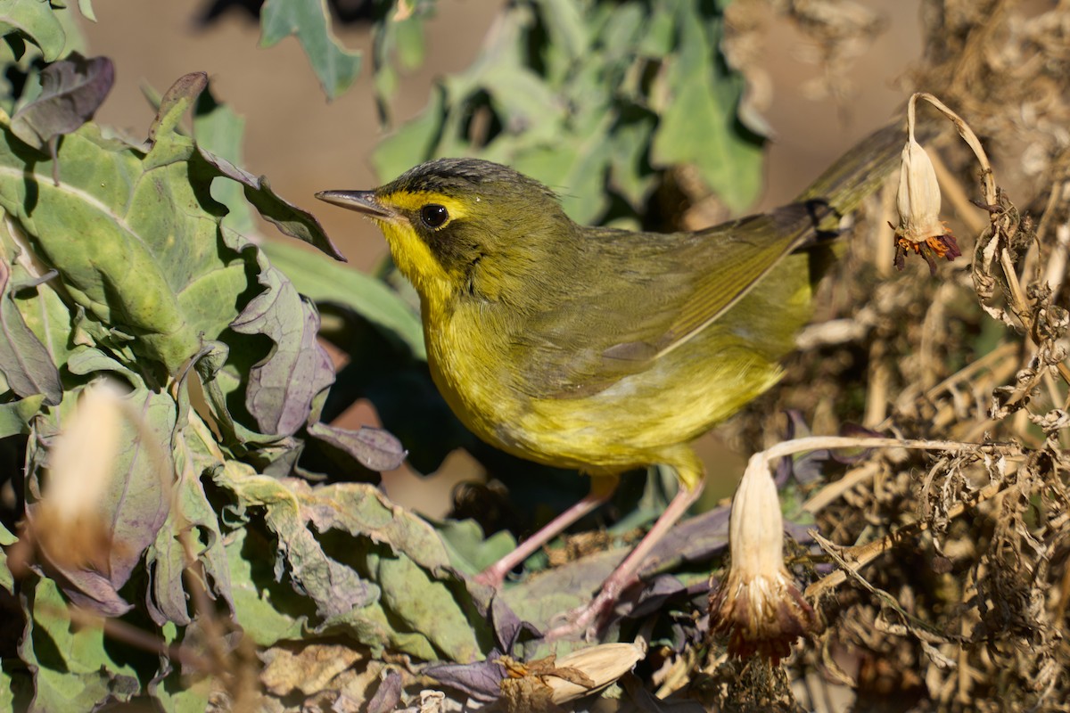 Kentucky Warbler - ML647137701