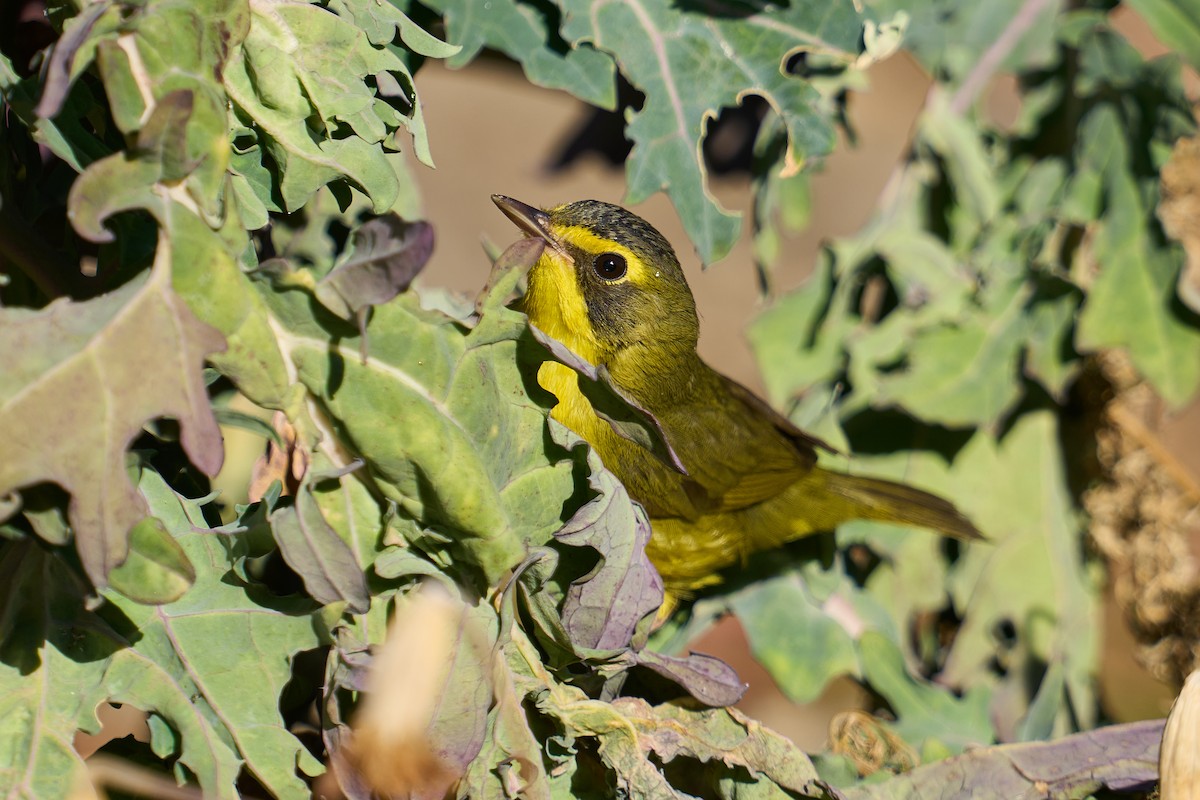 Kentucky Warbler - ML647137702