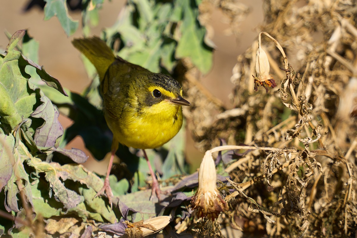 Kentucky Warbler - ML647137704