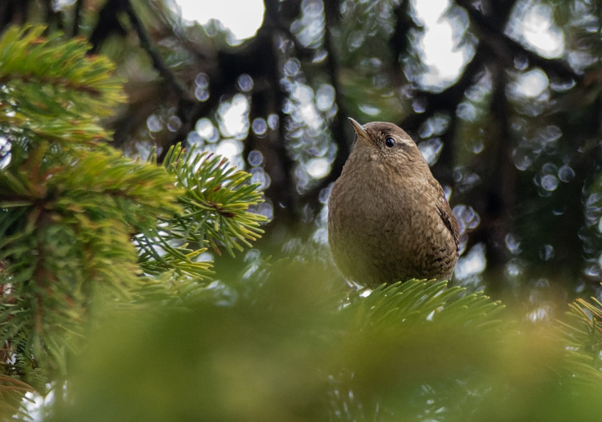 střízlík obecný - ML647137708